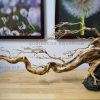 Lũa bonsai thuỷ sinh