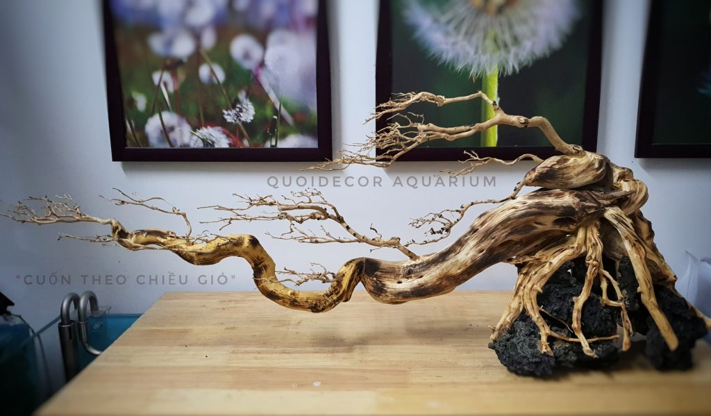 Lũa bonsai thuỷ sinh