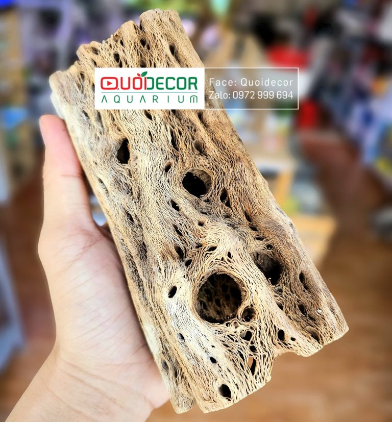 lũa cholla cho tép cảnh