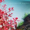 Cây Tân đến tài Hồng