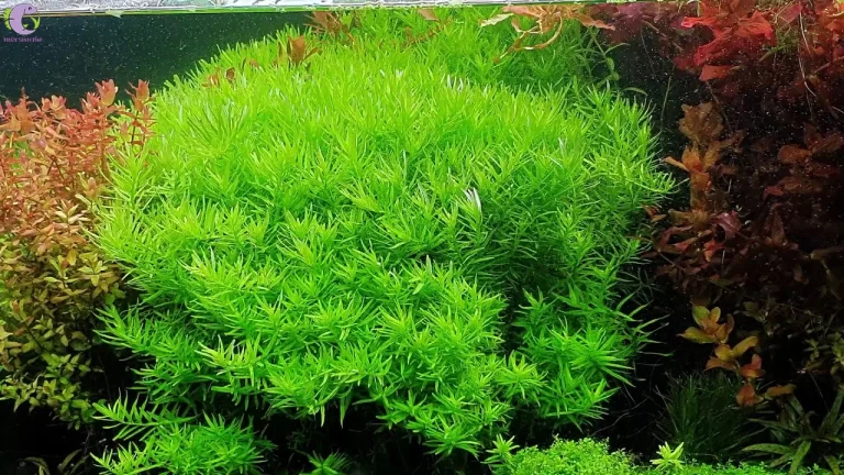 Vảy ốc xanh bò